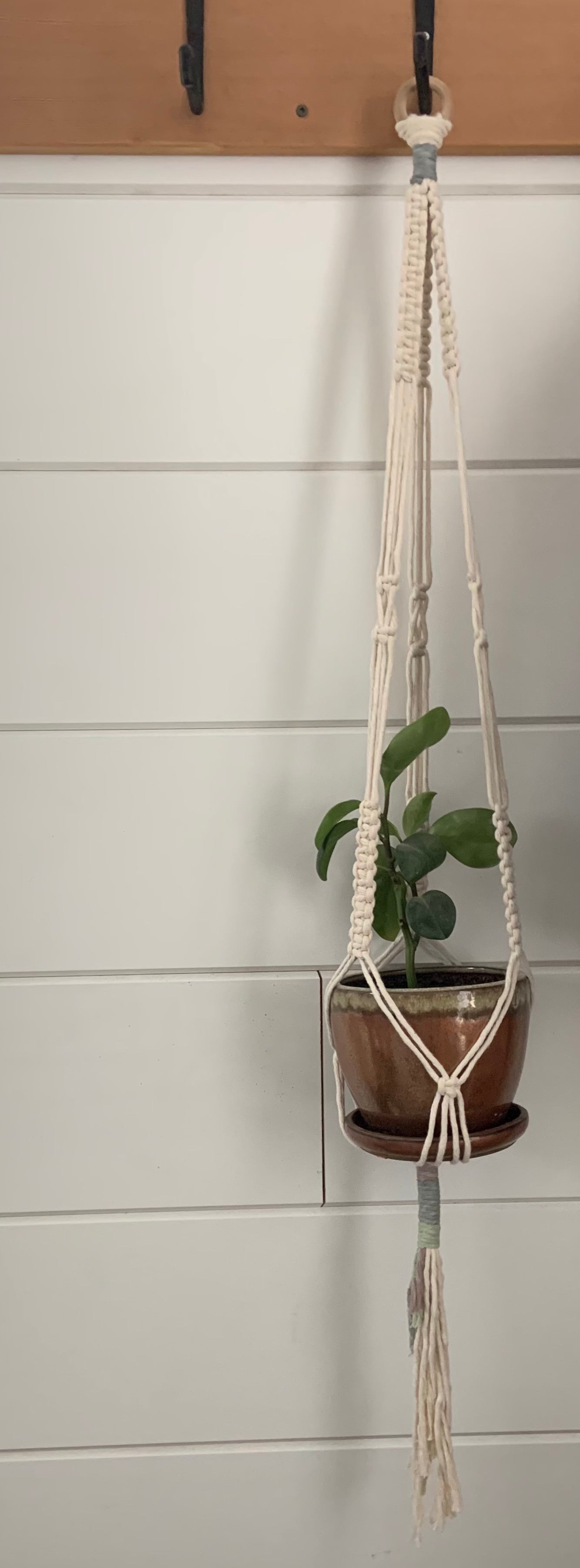 Plant Hanger - Cool